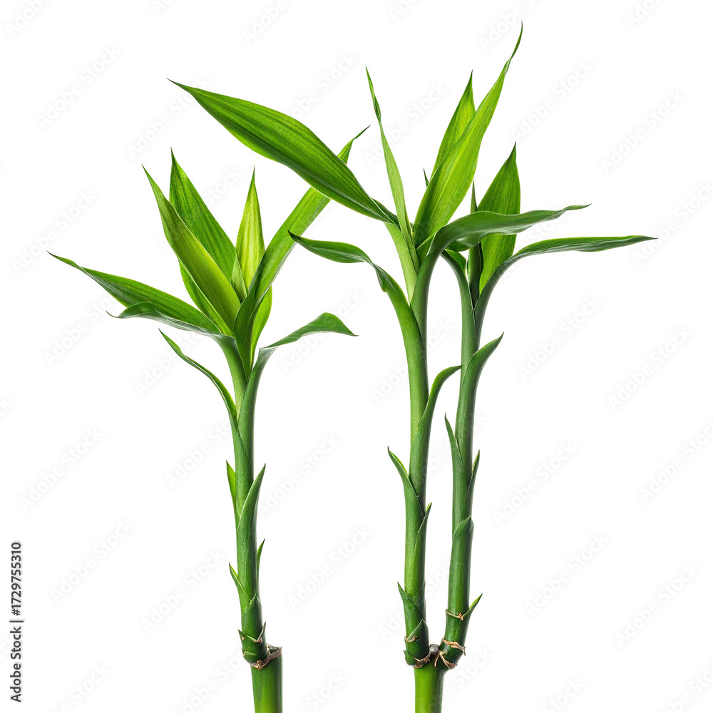 custom made wallpaper toronto digitalClose-up of vibrant green bamboo shoots