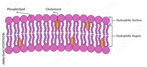 diagram of lipid bilayer membrane arrangement of phospholipid molecules and embedded cholesterol explaining hydrophilic heads and hydrophobic tails structure of cell membranes