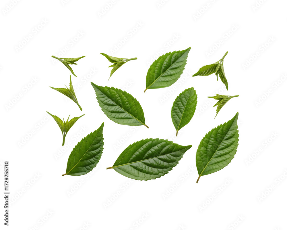 Fototapeta premium Fresh green leaves foliage background plant leaf nature botanical closeup