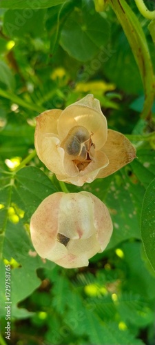 dried seed pods