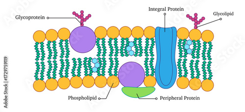 Fluid mosaic model cell membrane components phospholipids integral and peripheral proteins glycoproteins glycolipids explaining complex structure and function of cell membrane