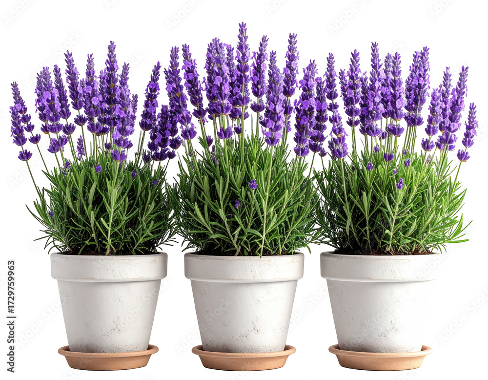 Obraz premium Three lavender plants in white pots (1)