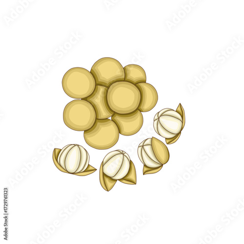 tropical fruit, a bunch of longan or langsat.