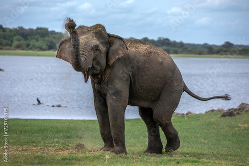 HABARANA, SRI LANKA - JULY 13, 2024 : A wild elephant sprays dirt onto its back adjacent to the tank (reservoir) at  Minneriya National Park at Habarana in central Sri Lanka.