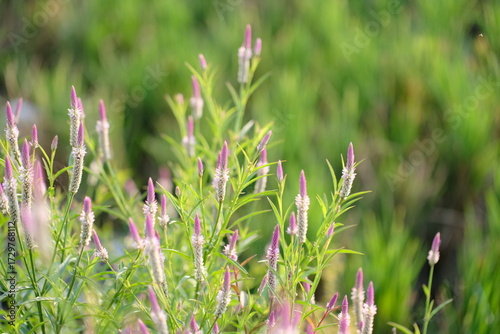 Boroco or Celosia argentea Linn is a plant that usually grows wild on the roadside is actually beneficial for herbal medicine