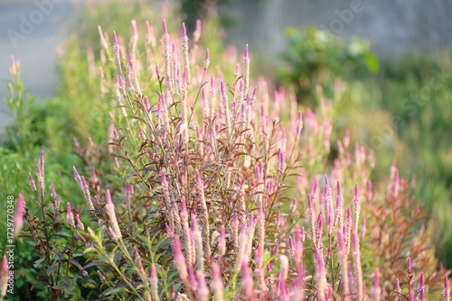 Boroco or Celosia argentea Linn is a plant that usually grows wild on the roadside is actually beneficial for herbal medicine