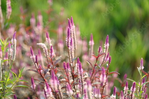 Boroco or Celosia argentea Linn is a plant that usually grows wild on the roadside is actually beneficial for herbal medicine