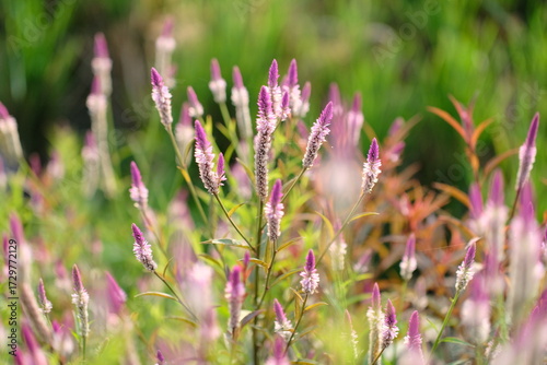 Boroco or Celosia argentea Linn is a plant that usually grows wild on the roadside is actually beneficial for herbal medicine