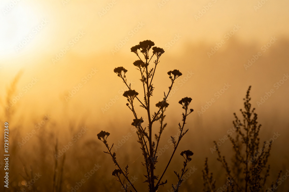 Obraz premium Silhouette of wildflowers against a golden sunrise in a misty field