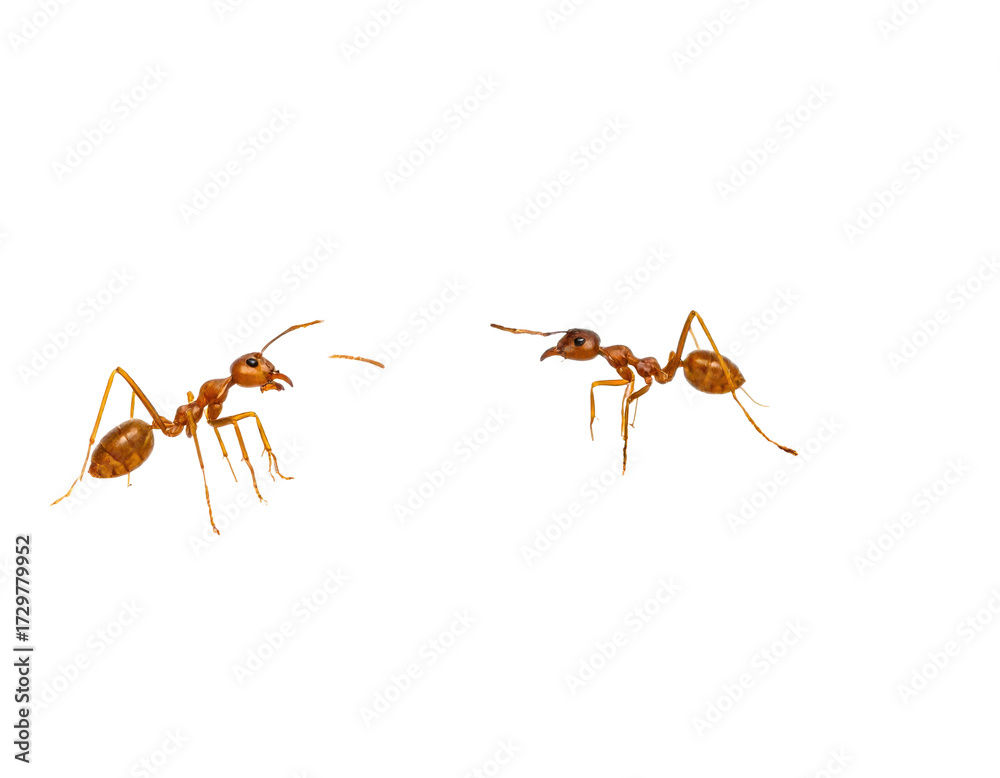 Fototapeta premium Two ants in profile, side view