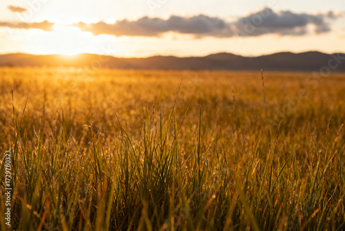 Golden field of tall grass at sunset with distant mountains and soft clouds in the sky