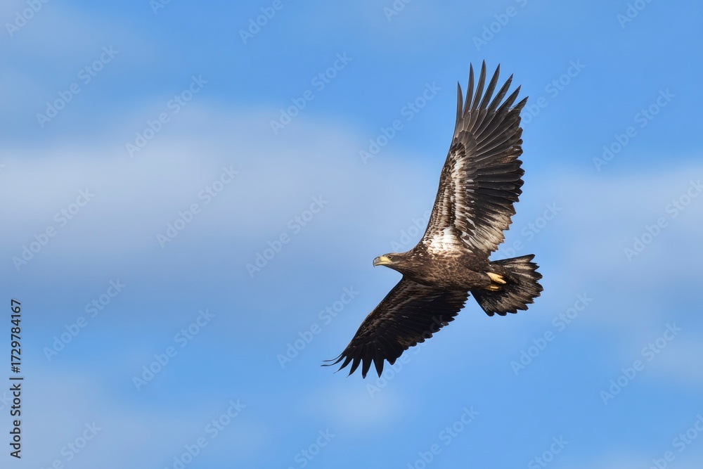 Naklejka premium Eagle soars against a soft blue sky wings spread wide feathers detailed and sunlit