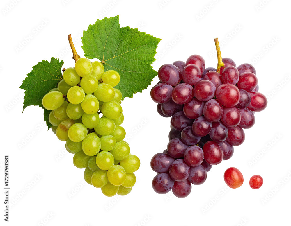 Fototapeta premium Two bunches of grapes, one green and one red, with leaves