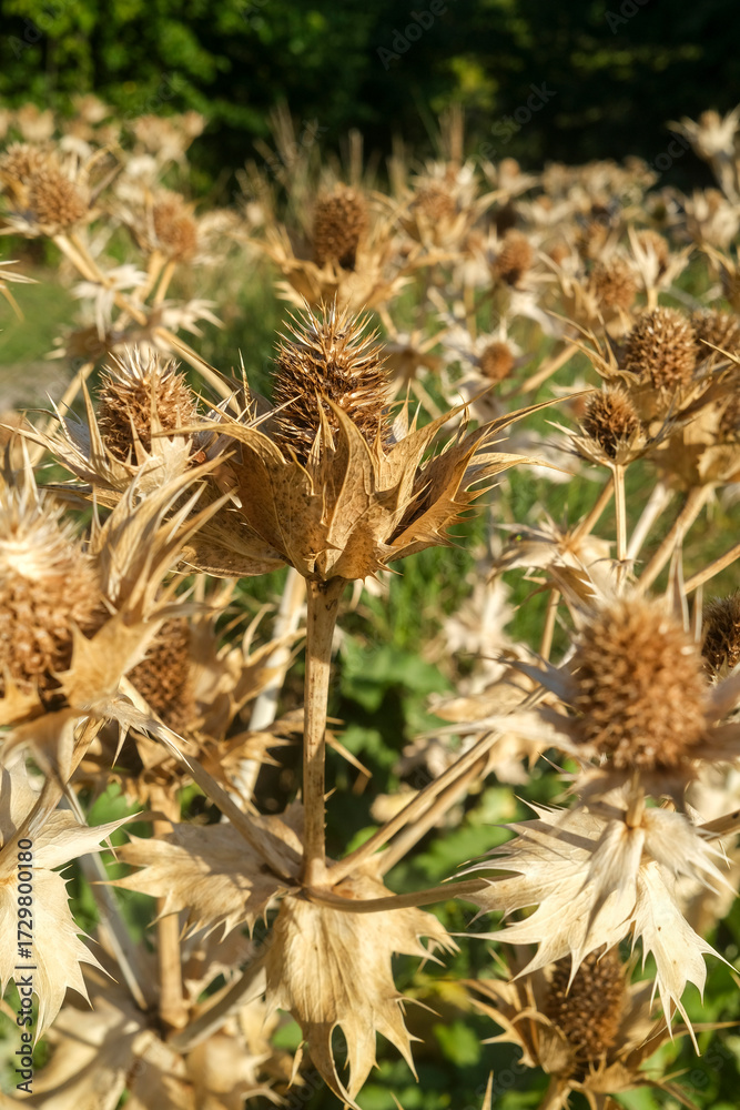 Obraz premium Eryngium giganteum at the end of summer