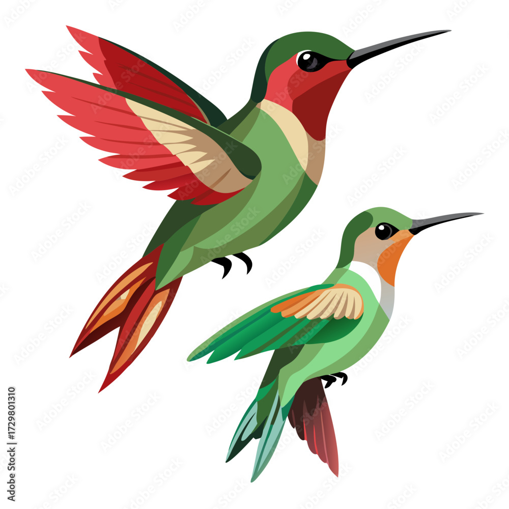Obraz premium Two Vector Illustration Hummingbirds Depicting Different Species in Flight and Perched