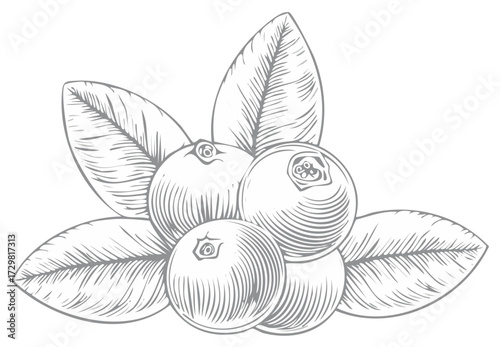 Engraved illustration of blueberries and leaves, detailed drawing of berries in monochrome for vintage design elements.
