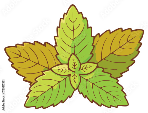 Fresh Mint Leaves Illustrated Design with Intricate Veins and Leaf Shape Details