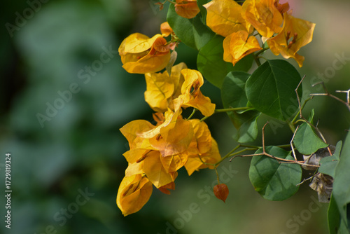 yellow flowers