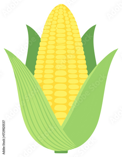 Yellow Corn Cob with Green Husks, Agriculture Vector Illustration