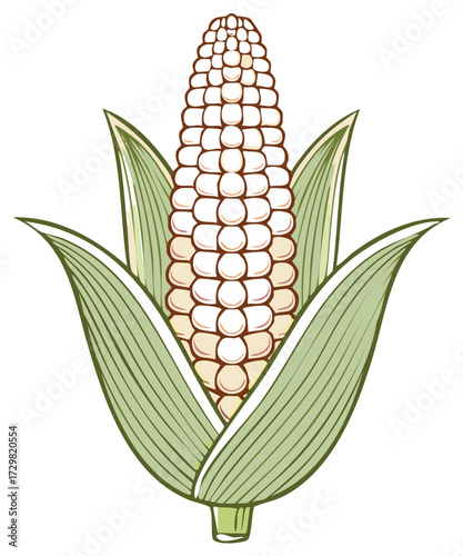Illustration of a ripe ear of corn with green husks and white kernels