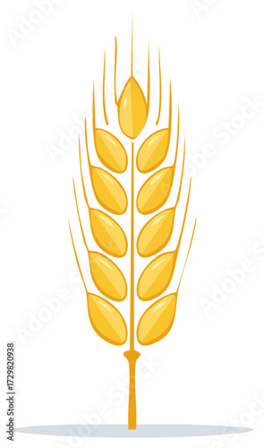 Stylized wheat ear vector illustration with symmetrical grain kernels and stems