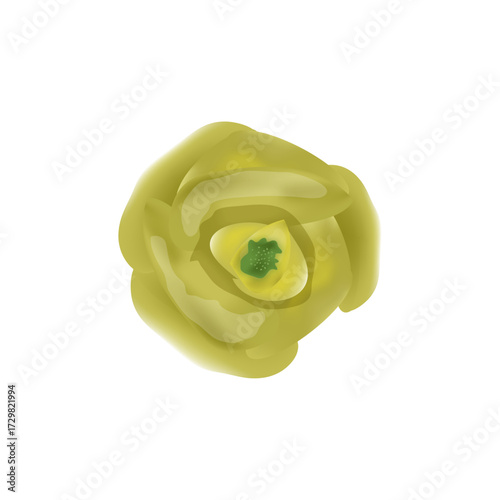 Yellow Flower With Green Center Isolated on White Background, Top View