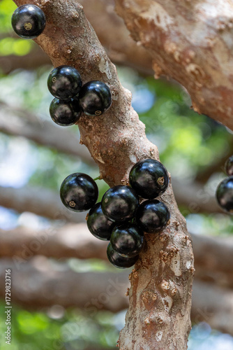 close up of a jabuticaba tree with fruits