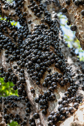 Branch full of jabuticaba fruits