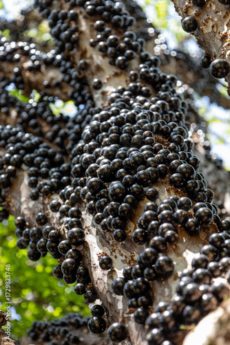 branch full of jaboticaba fruits
