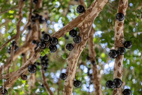 close up of a jabuticaba tree with fruits