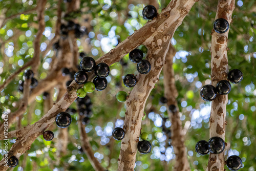 close up of a jabuticaba tree with fruits