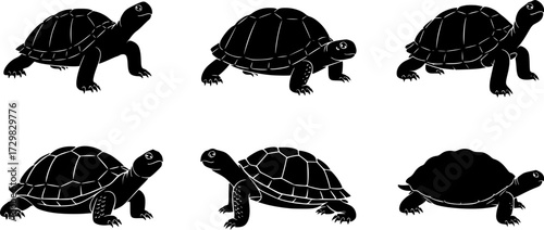Set of silhouette turtles in various poses on white background