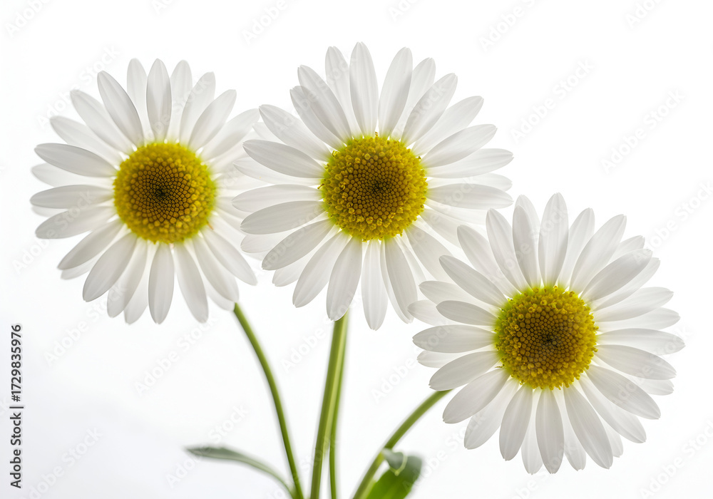 Naklejka premium Elegant trio of daisy blossoms, showcasing their delicate white petals and vibrant yellow centers against a crisp, luminous background, embodying natural beauty