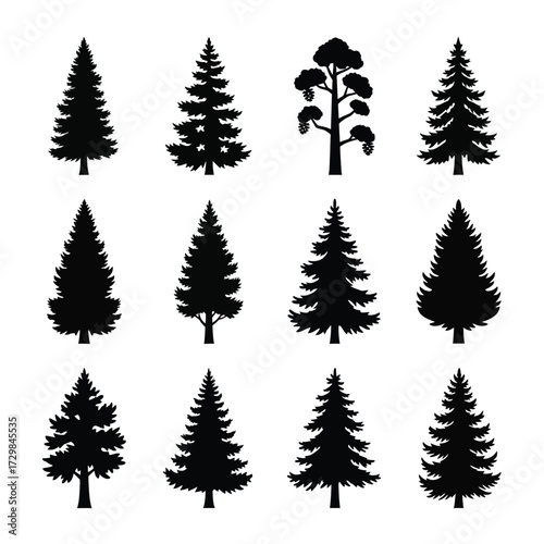 Set of various coniferous tree silhouettes