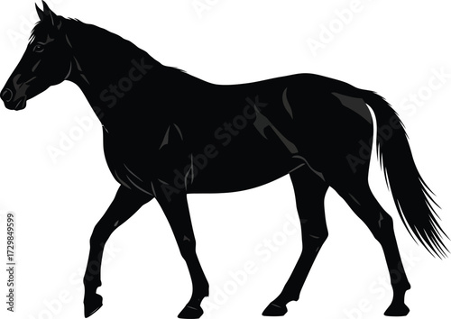 Silhouette of a majestic black horse walking gracefully, showcasing its elegant form and powerful physique in a striking monochrome image