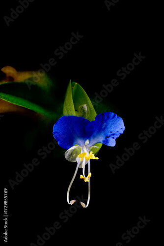 Macro photo of Asiatic dayflower (Commelina communis) in Japan in September
