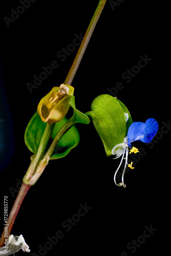 Macro photo of Asiatic dayflower (Commelina communis) in Japan in September