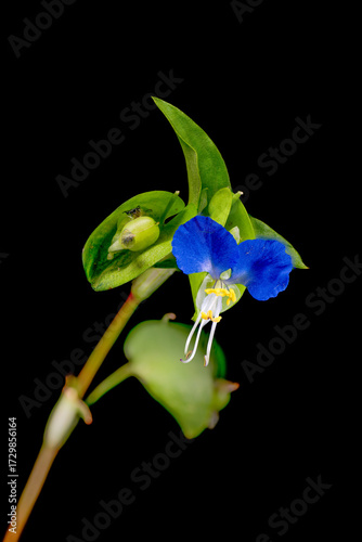 Macro photo of Asiatic dayflower (Commelina communis) in Japan in September