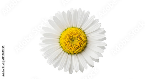 A beautiful white daisy with a bright yellow center, isolated on transparent background, showcasing its delicate petals and vibrant colors