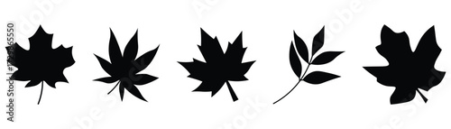Silhouette collection of maple leaf vector icons. Fall maple leaves, autumnal themes nature line and flat icons set. Silhouette maple icon symbol graphic design element set. Vector illustration.