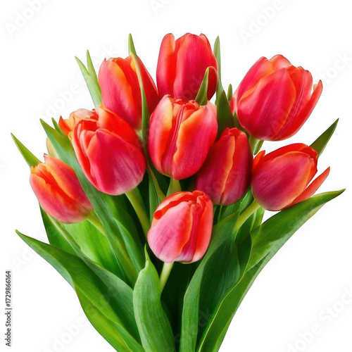 a bouquet of tulips with green leaves isolated on white and transparent background.
