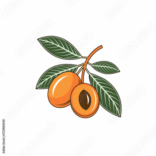 Exotic Tropical Fresh Loquat Fruit Fruit Illustration