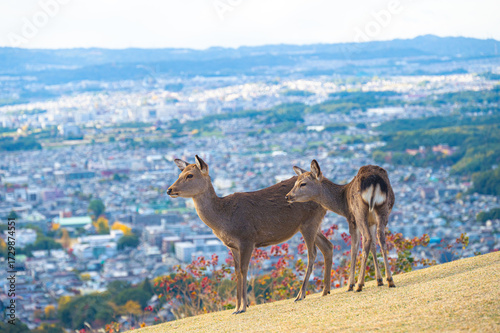紅葉の奈良公園の鹿、若草山の山頂より見える奈良の景色