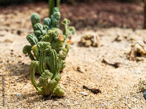 Close-up photo of a young Myrtillocactus geometrizans f. cristata succulent growing.
