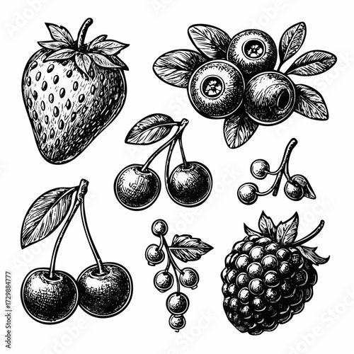 A simple collection set of berries (Strawberry, cranberry, blueberry, blackberry, and currant) with black and white vintage design. 