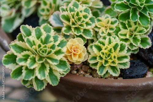 Close-up photo of the leaves of a Sedum Atlantis succulent growing in green.