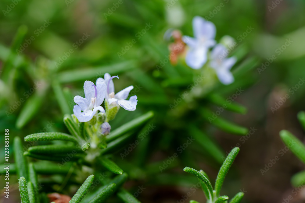 Fototapeta premium Close-up of white rosemary flowers blooming in early summer.