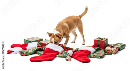 A curious dog sniffs around christmas presents and stockings isolated on white background, creating a festive and playful scene, capturing the anticipation of the holiday season