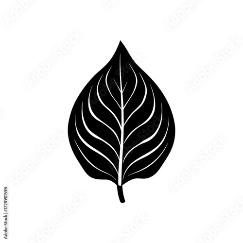silhouette of a hosta leaf broad in shaded glade 