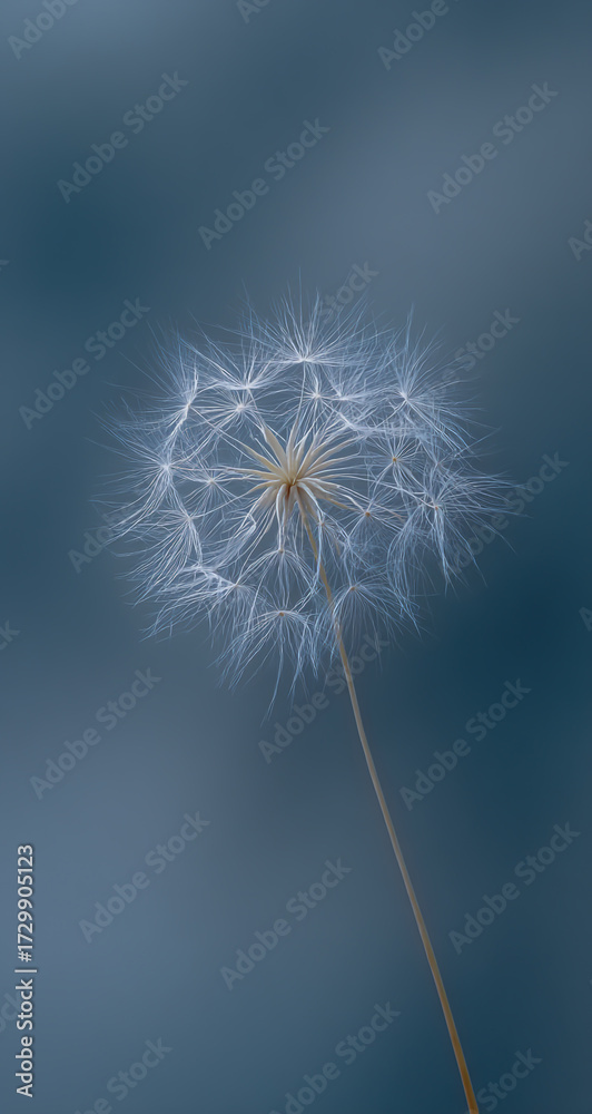 Fototapeta premium Delicate dandelion seed head with ethereal wisps against a soft blue blurred background